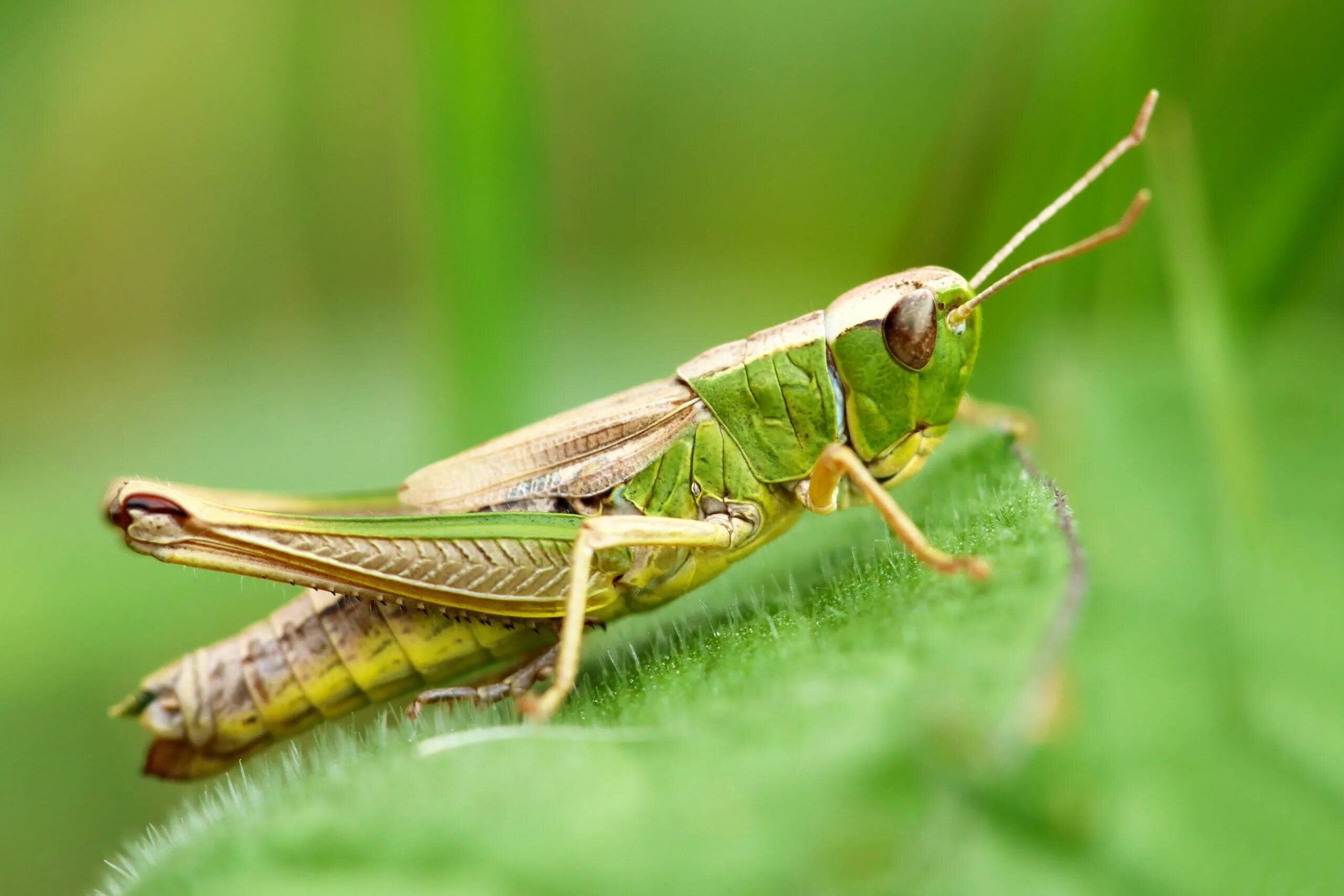 Прямокрылые Кузнечики. Grasshopper («кузнечик», 1946).. Прямокрылые насекомые кузнечик. Яйцеклад кузнечика. Лапка кузнечика