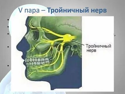 V пара тройничный нерв