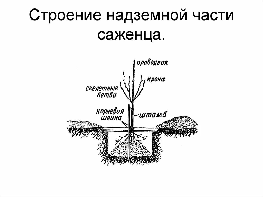 Посадка плодовых деревьев весной. Корневая шейка хвойных посадка. клематис корневая шейка при посадке. корневая шейка саженца гортензии. схема посадки саженцев яблони.