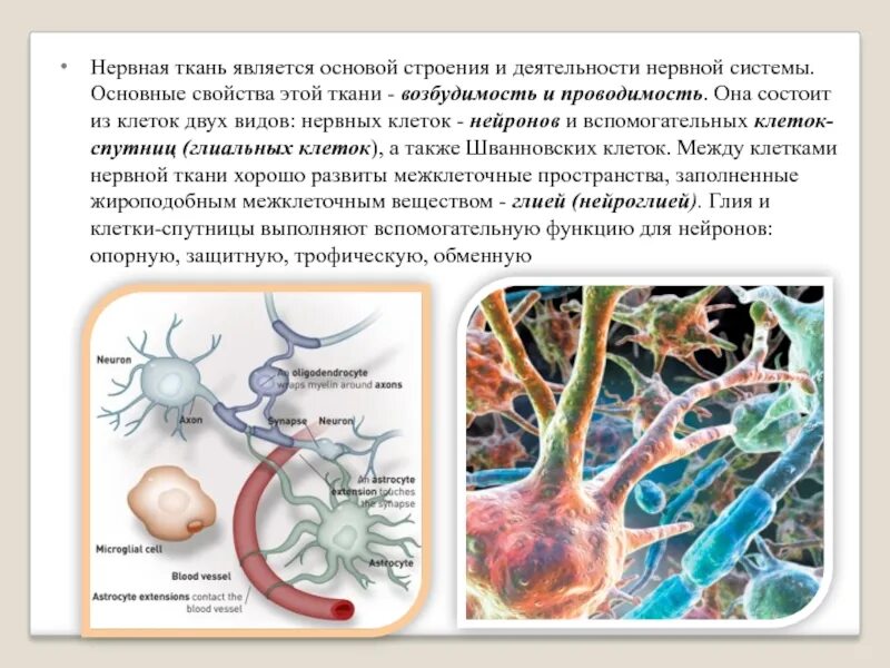 Возбудимостью и проводимостью нейрон. Нервная ткань. нервная ткань возбудимость и проводимость. основными свойствами нервной ткани являются. проводимость нейрона.