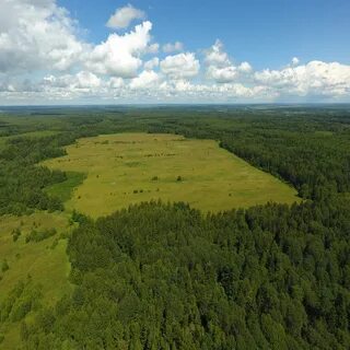 Обширные лесные массивы