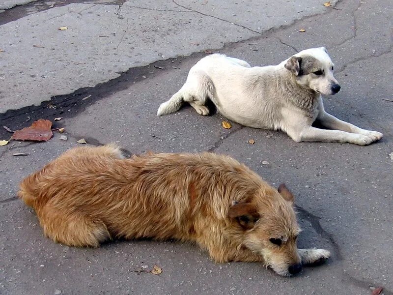 Бездомные собаки. Бродячие собаки. Уличные собаки. Безнадзорные собаки.