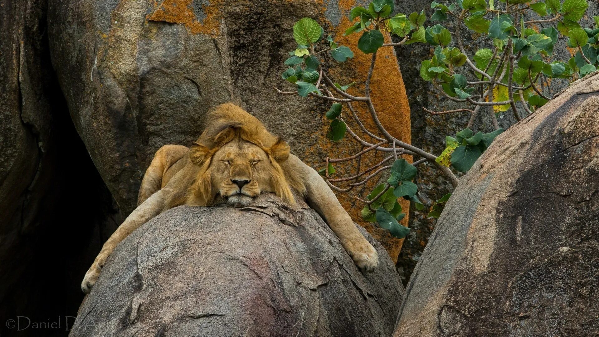 Нисходящий лев. Лев. Львы в дикой природе. Лев спящий. Спящие львы.