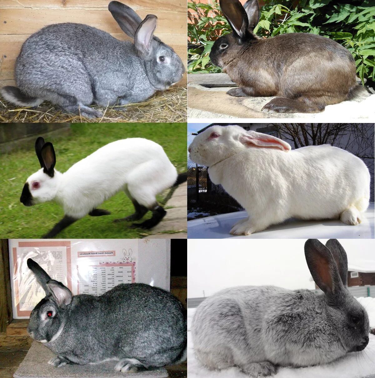 Какие породы домашних. Породы кроликов. Название пород кроликов. Самые популярные породы кроликов. Породы домашних кроликов названия.