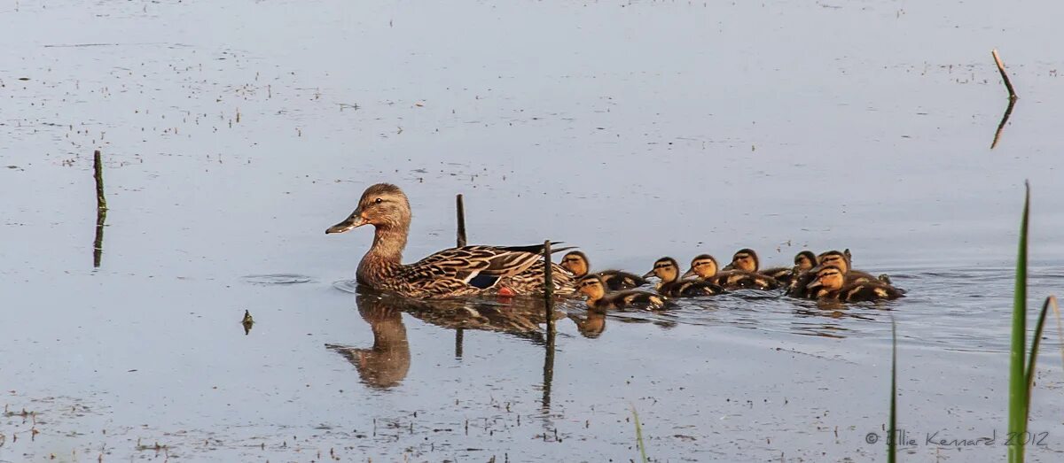 Get ducks. Have one's Ducks in a Row. Get Ducks in a Row. Putting Blue Ducks in a Row. Ducks in a Row meme.