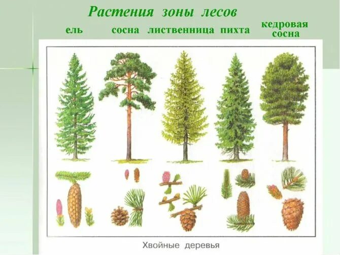 Только хвойные деревья называются зона. Ель пихта сосна кедр лиственница. Ель пихта лиственница. Растительный мир Лесной зоны России. Растения в хвойных лесах.