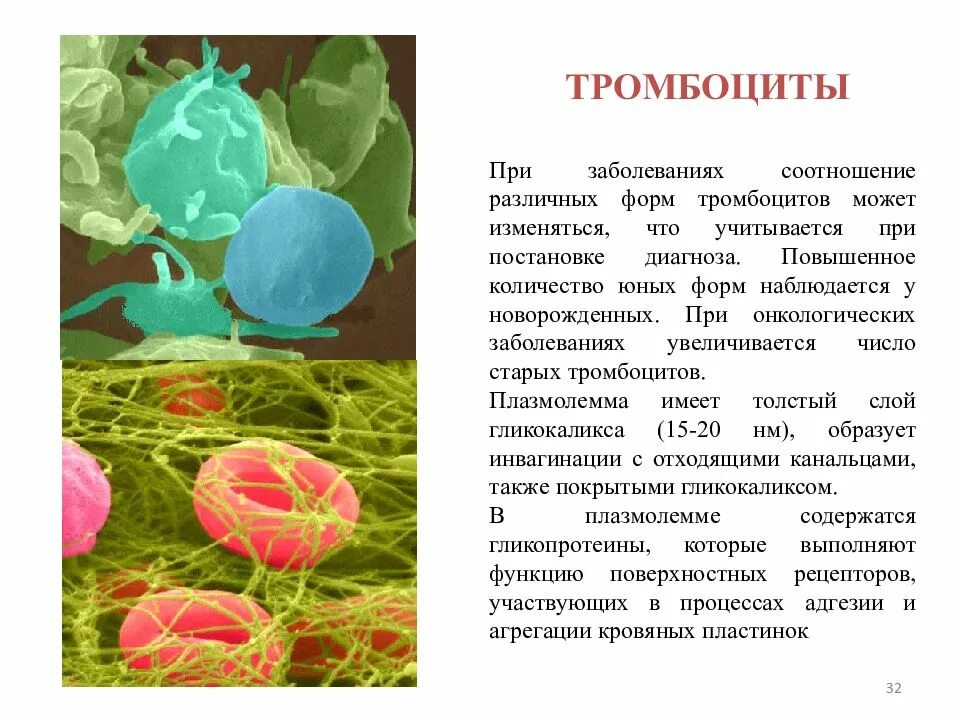 Тромбоциты. Различные формы тромбоцитов. Повышение тромбоцитов. Заболевания тромбоцитов.