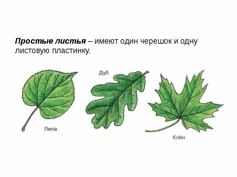2 простых листа