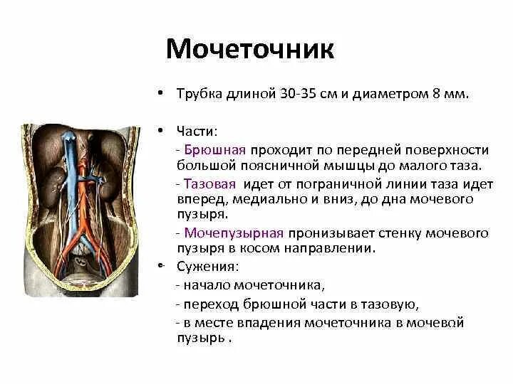 Брюшная и тазовая часть почки. Отделы мочеиспускательного канала анатомия брюшной тазовый. Внутристеночная часть. Пограничная линия в почке.