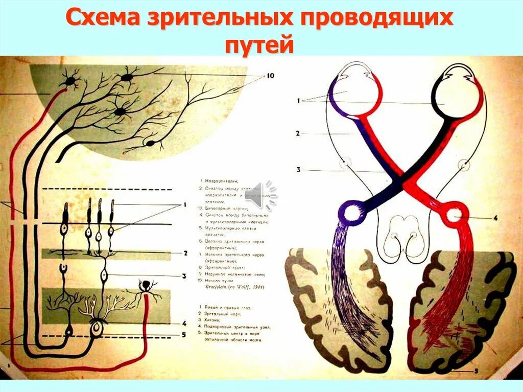 Схема проводящих путей зрительного анализатора. Проводниковый отдел зрительного анализатора. Проводниковый отдел зрительного анализатора схема. Структура проводникового отдела зрительного анализатора. Проводниковым звеном зрительного анализатора является