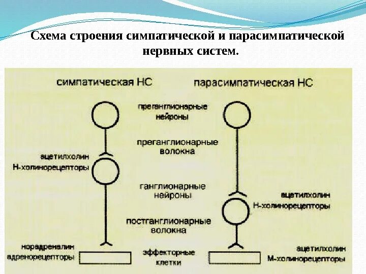 Периферический отдел симпатической. Схема строения парасимпатической нервной системы. Симпатическая и парасимпатическая схема. Схема симпатической и парасимпатической иннервации. Ганглии парасимпатической нервной системы.