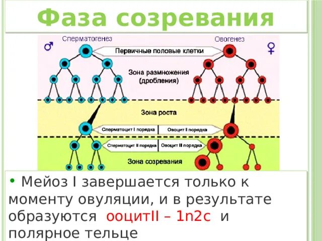 Установите соответствие между признаком гаметогенеза. Гаметогенез Вебиум. Гаметогенез периоды гаметогенеза. Фаза созревания гаметогенеза. Гаметогенез схема с объяснением.