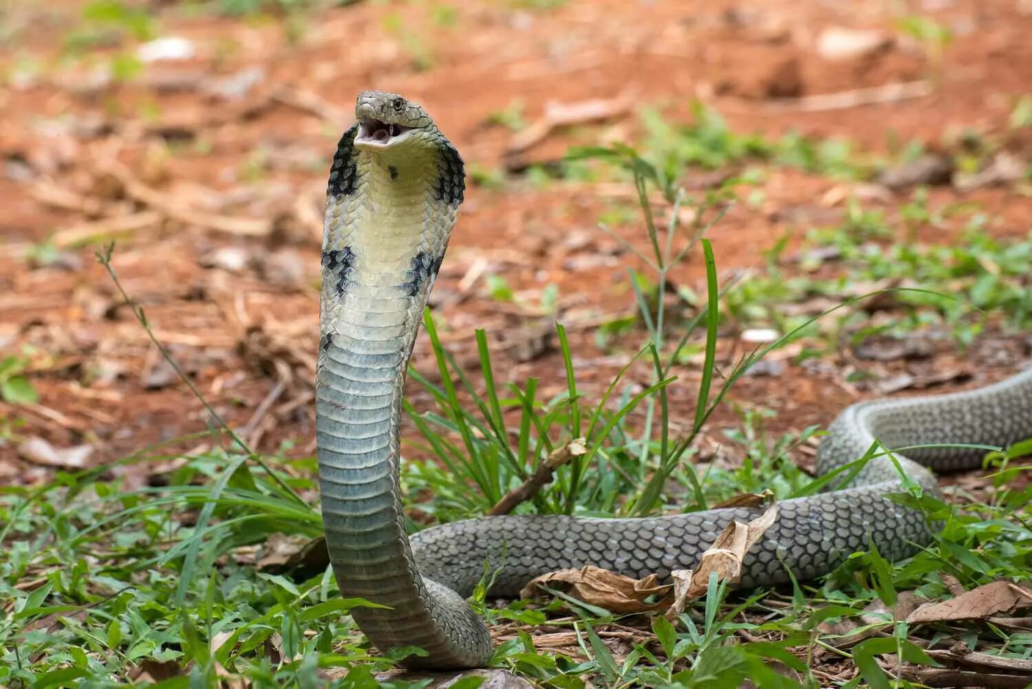 Like a cobra