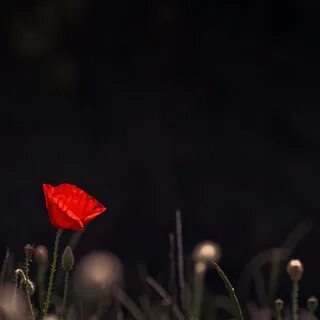 Poppy night