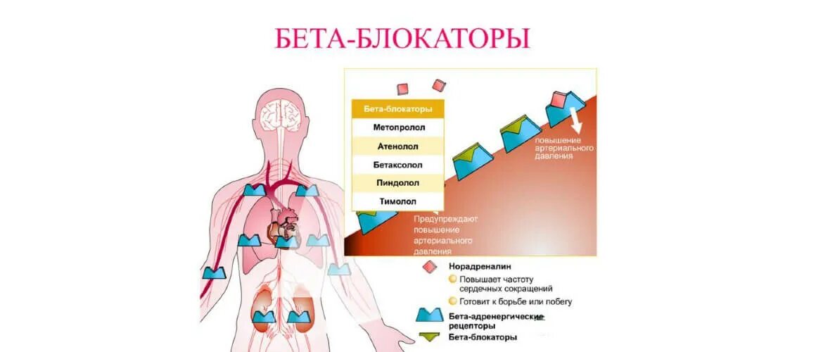 Синдром бета блокаторы. Бета адреноблокаторы. синдром рикошета бета блокаторов. синдром отмены бета блокаторов. бета блокаторы при артериальной гипертензии.