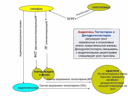 Тестостерон простата