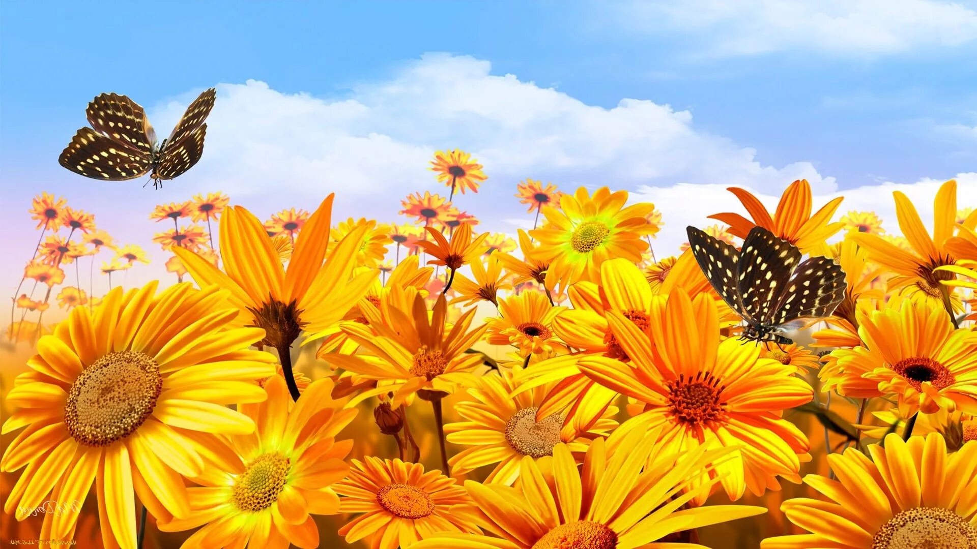 Летние цветы. Красивое лето. Яркие цветы. Лето бабочки.