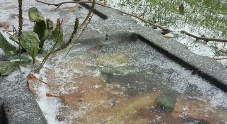 Заморозки в воронеже в ближайшие дни. Заморозки Московская область. Заморозки в Подмосковье. Последствия заморозков в Подмосковье в сентябре 2022. Местами град.