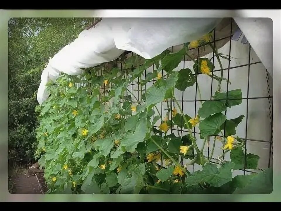 Можно ли сажать огурцы на красную горку