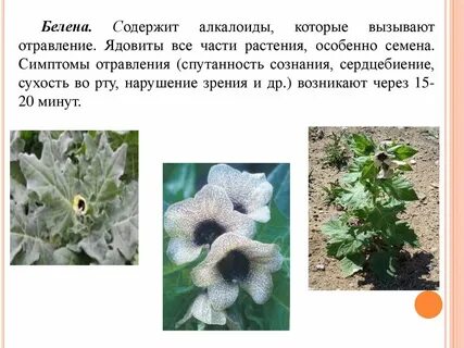 Белены известью