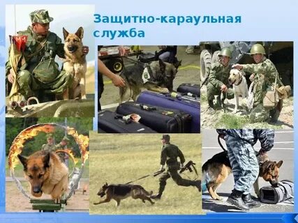 Служебные собаки детям
