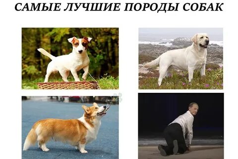 Обожаю эту породу
