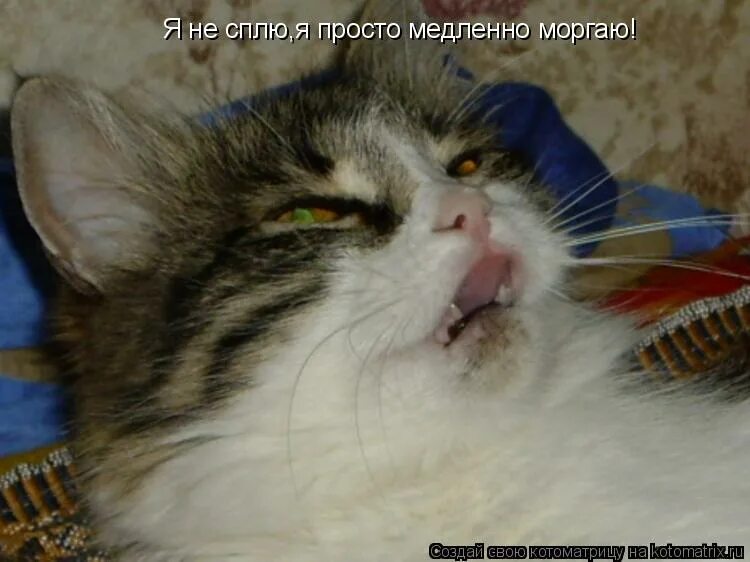 Спать охота. Мигай медленно. Кот медленно моргает. Я не сплю я просто медленно моргаю. Мигай медленно.