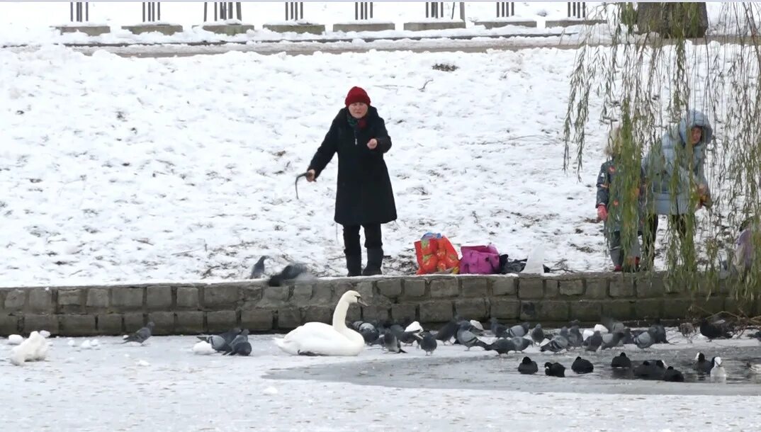 Поднялся сильный мороз. Лебедь замерзает. Мороз Калининград. Сильные Морозы 1956 в Калининграде. Сильные Мороз Черкесск 2023.