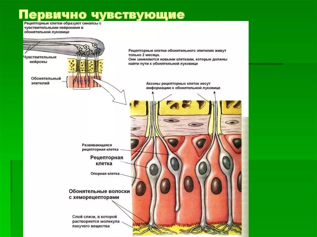 Первично чувствующие сенсорные системы. Первично чувствующие клетки. Первично чувствующий Рецептор. Рецепторные обонятельные клетки относят к первично чувствующим. Обонятельные рецепторные клетки