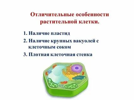Что является отличительной особенностью метода проектов Что является отличительной особенностью клетки
