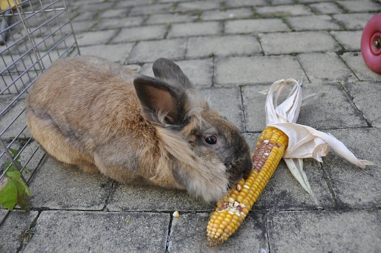 Кролик ест кукурузу. Питание кроликов. Еда для кроликов. Кролик с кукурузой. Можно давать хлеб кроликам
