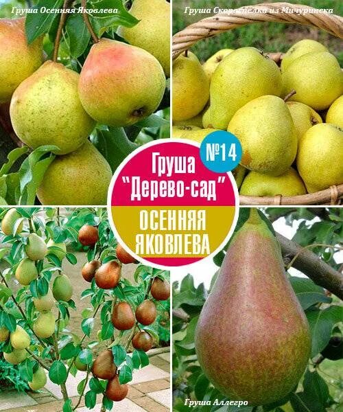 Груша Память Яковлева: купить саженец в Москве - цена 321 руб. Доставка почтой