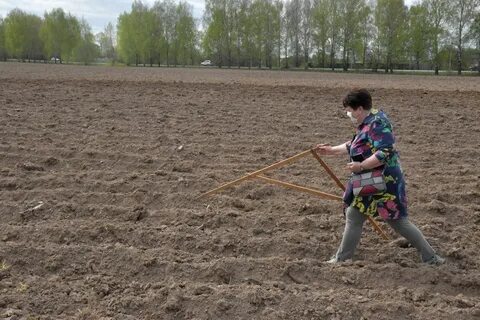 Огороде новости