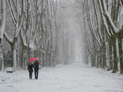These are snow