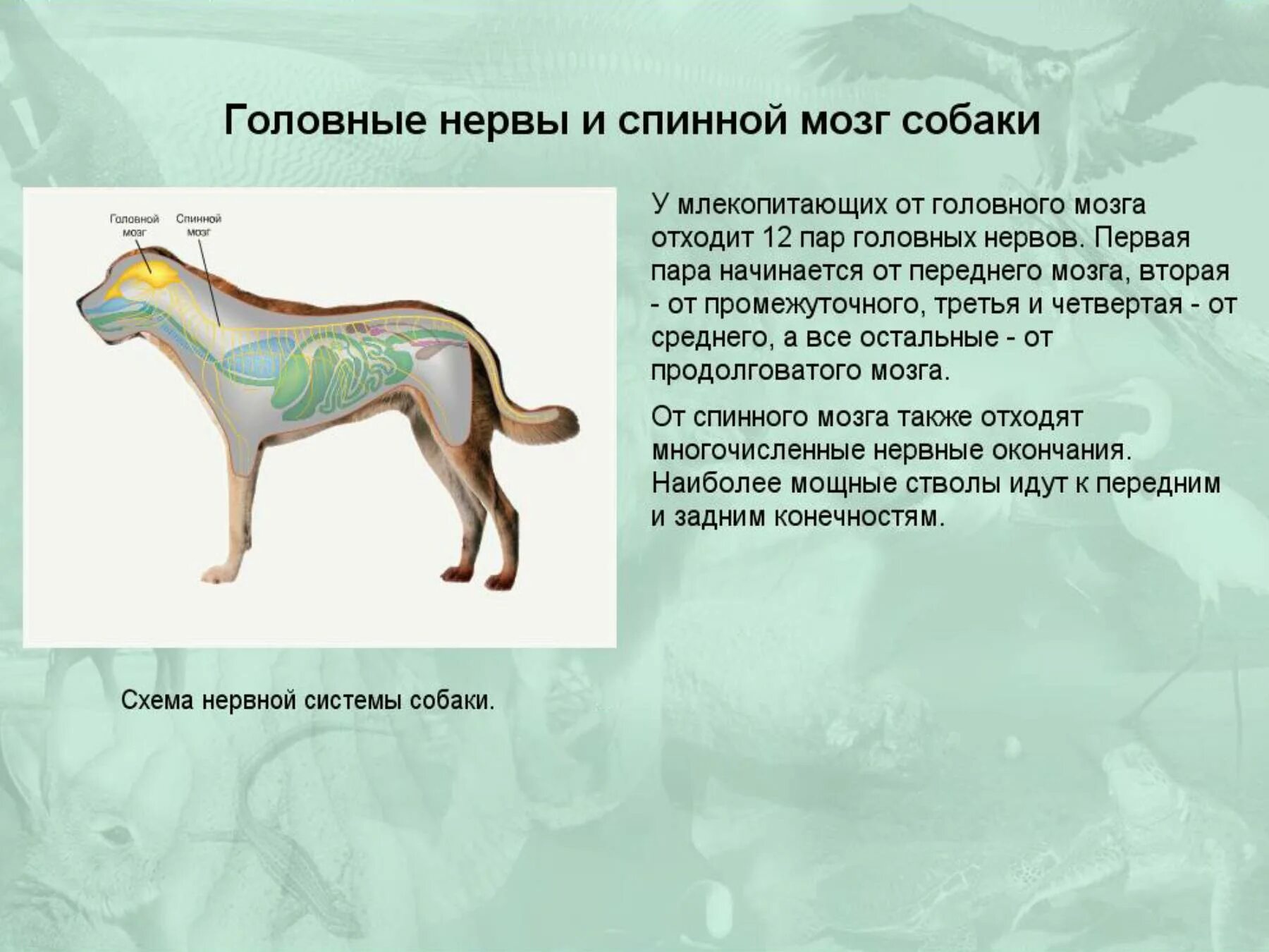 Особенности внешнего и внутреннего строения млекопитающих. Внутреннее строение млекопитающих 7 класс биология. строение млекопитающих 7 класс биология. выделительная система собаки биология 7 класс. внутренная строени млекопитающие.