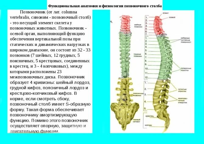 Пояснично-крестцовый отдел обозначение позвонков. Скелет анатомия Позвоночный столб. Позвонки пояснично крестцового отдела. Схема пояснично-крестцового отдела позвоночника.