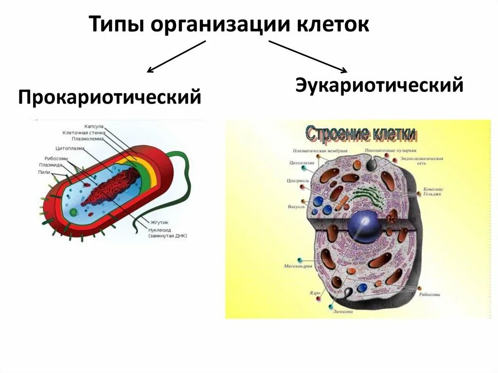 Молекула органического вещества эукариотической клетки. Типы клеточной организации: прокариотический и эукариотический. Организация эукариотической клетки. Типы клеточной организации. Эукариотическая клетка.