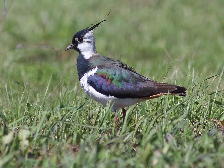 Чибис шпорцевый чибис. Чибис пигалица. Чибис ржанкообразные. Южанинов чебоксары телеком. Чибис магазин новокузнецк.