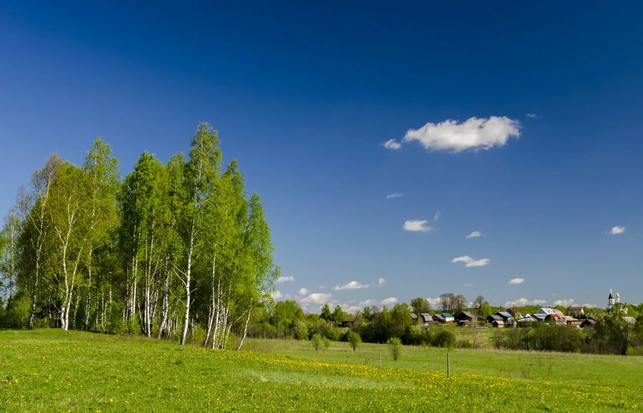 Прокопьевск Березовая роща. Вологда природа береза. Воскресенск Березовая роща поле. Россия Русь Березки тополя. Березки белгородская область