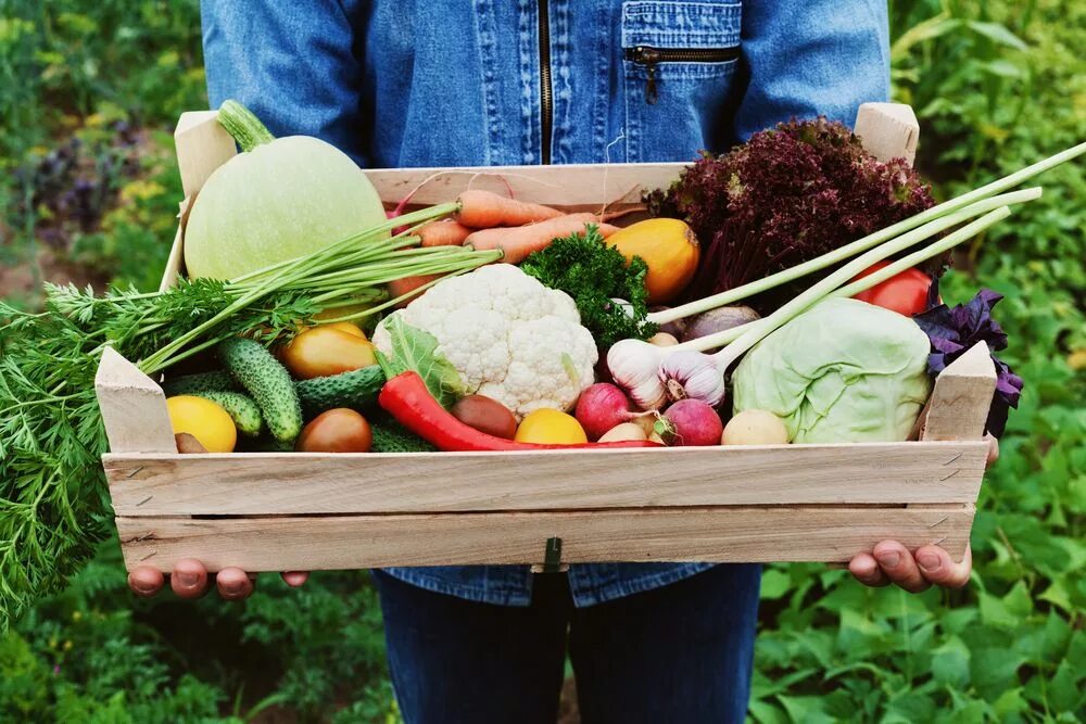 Заготовитель сельхозпродуктов животноводства. Производитель сельскохозяйственной продукции и заготовитель. Производитель сельскохозяйственной продукции и заготовитель. Товарное хозяйство картинки. Обязанности производителя.