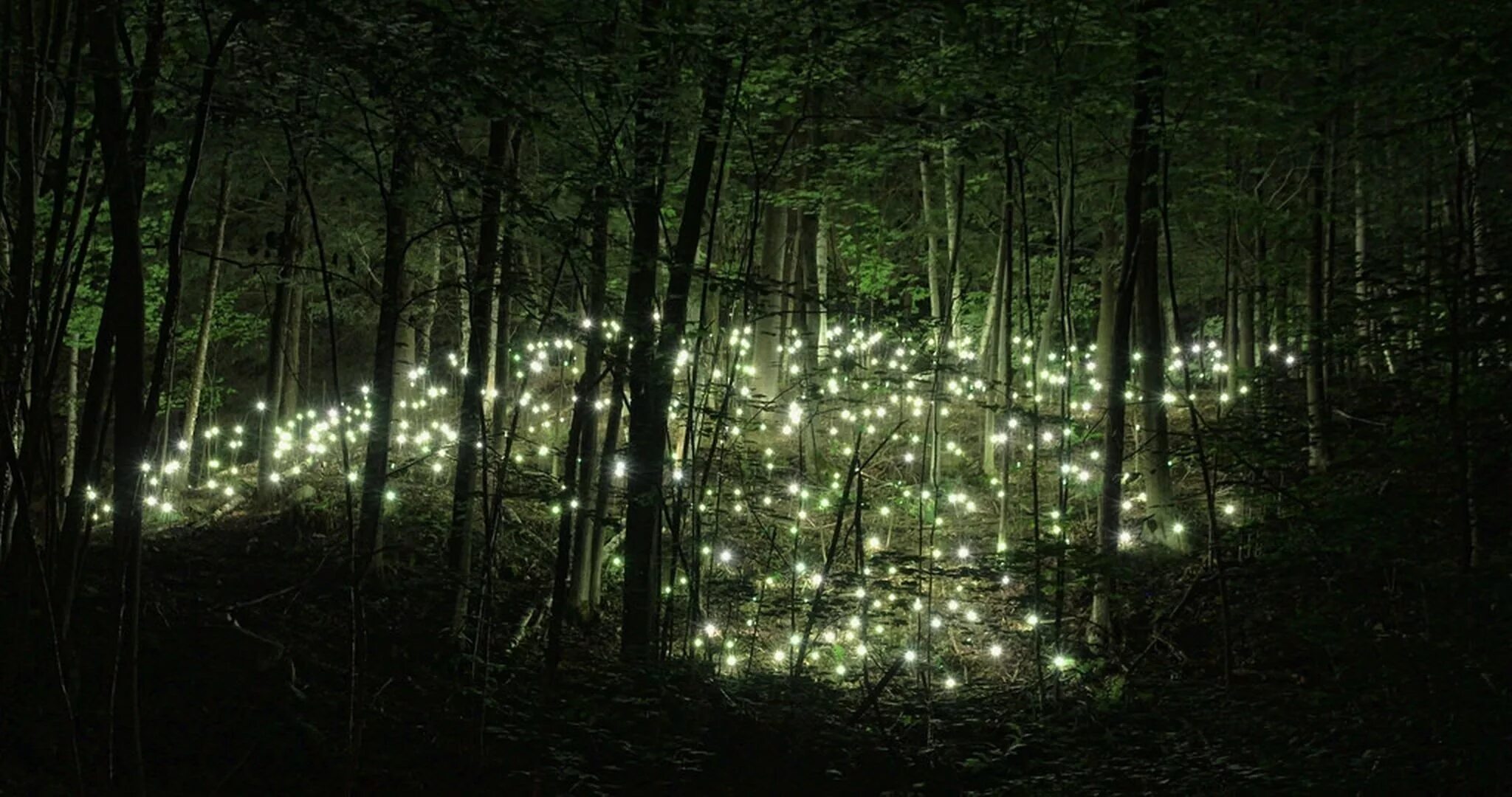 Светлячок Twilight Forest. Огоньки в лесу. Ночной лес. Лес ночью Эстетика. Кроме этих таинственных огоньков в полуверсте ничего