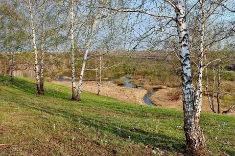 Подошел роще
