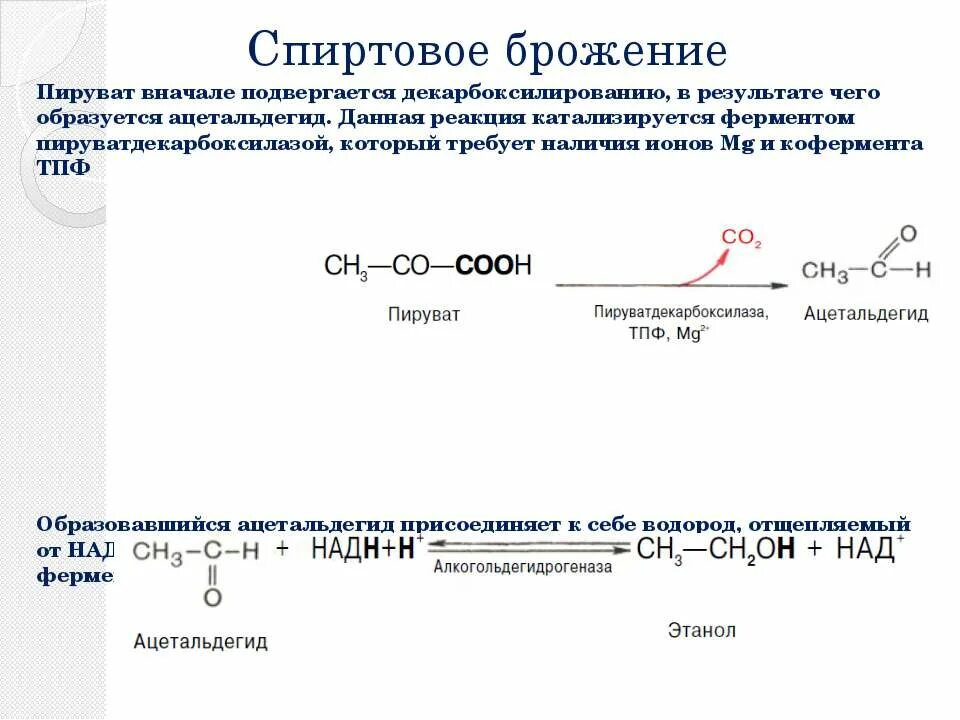 Пируват это пировиноградная кислота. Спиртовое брожение пировиноградной кислоты. Спиртовое брожение ПВК.