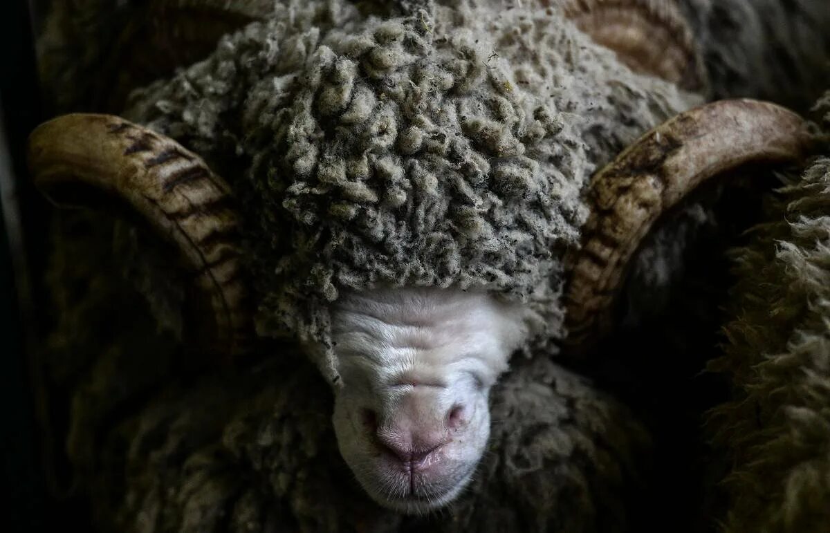 Эдильбаевская порода курдючных баранов. Собачка овечка. Рыжие овцы что за порода. Дагестанский баран. Рыжая овца порода.