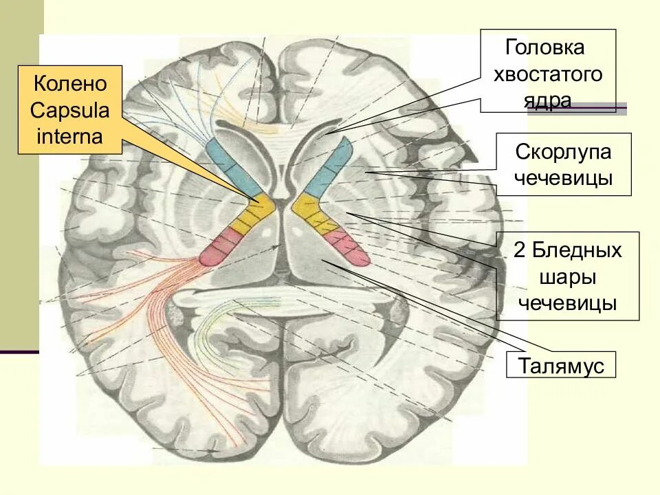 Усиленный в базальных отделах. Базальные ядра мозга анатомия. Головка хвостатого ядра головного мозга. Ядра головного мозга хвостатое ядро. Хвостатое ядро головного мозга анатомия.