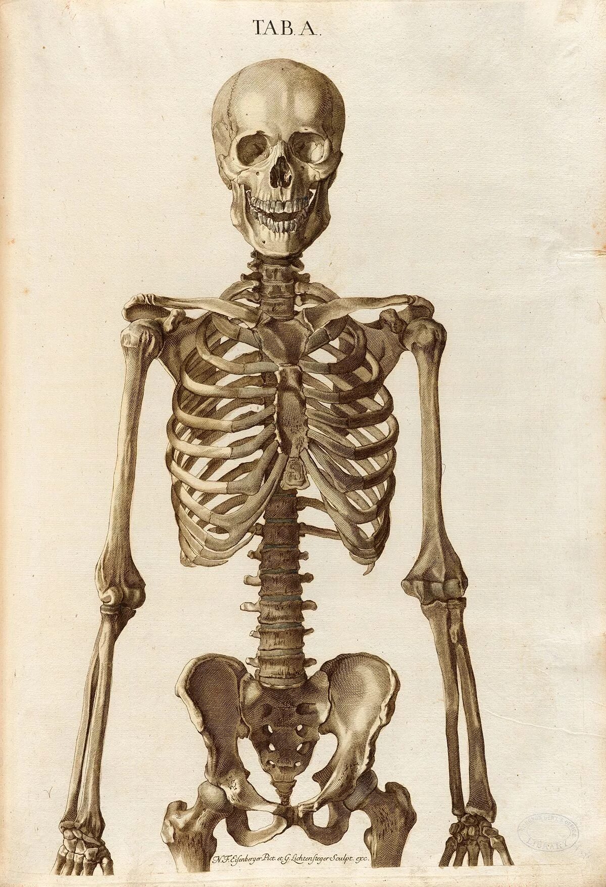 Скелет человека. Скелет анатомия. Анатомический скелет человека. Человеческий скелет анатомия.