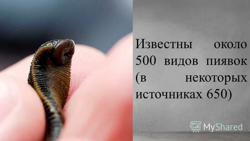 В некоторых источниках можно. Травоядные пиявки как выглядят.