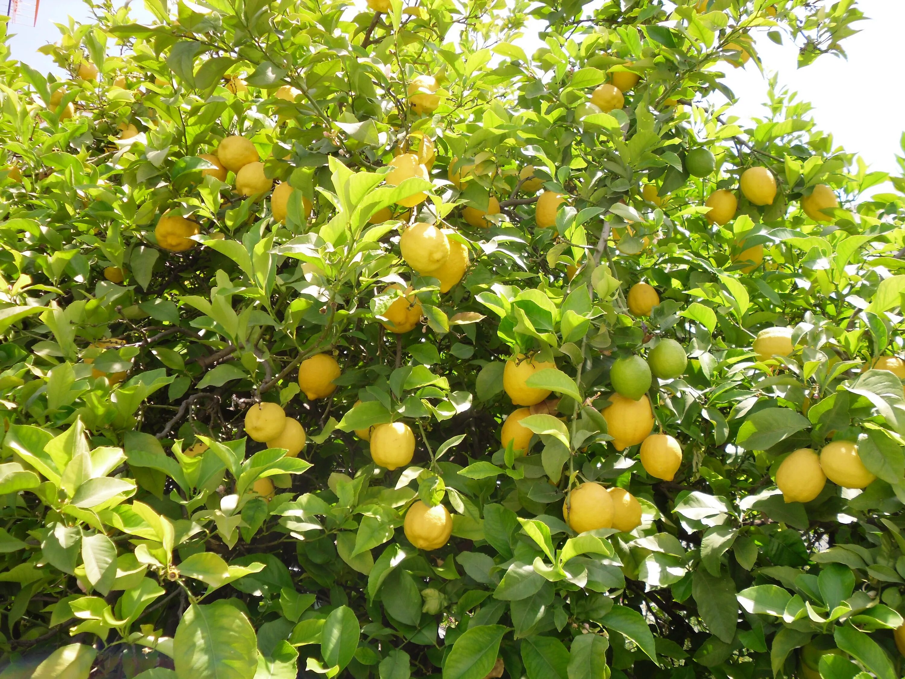 Лимон растет в россии. Lemon Tree (лимонное дерево). Лимонное дерево Limon Agaci. Дерево лимон (Cítrus Límon). Лимон Citrus Limon дерево.
