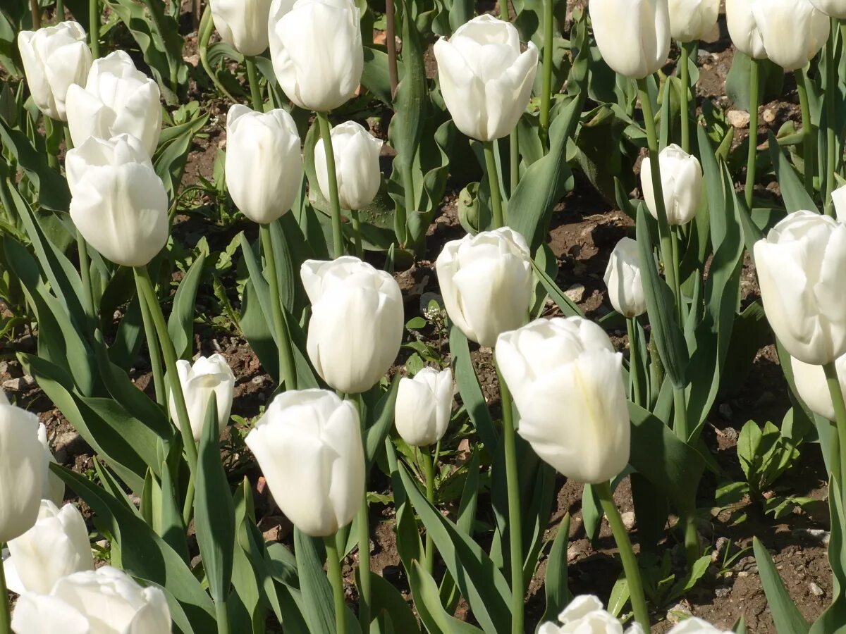 Тюльпан кембридж бахромчатый. Тюльпан уайт маунтейн. Тюльпан сноу вэлли. Белые тюльпаны сорта. Тюльпан smirnoff.