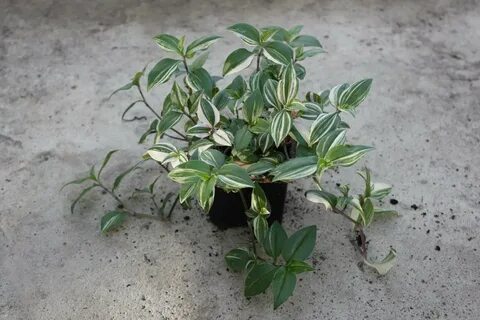 Какие корни у традесканции
